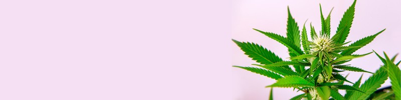 Discover the Best Places to Buy Hemp Seeds Online